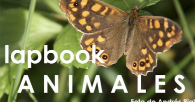 Lapbook sobre animales