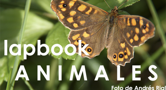 Lapbook sobre animales